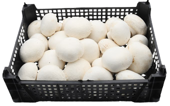 Φρέσκα Μανιτάρια Agaricus χύμα Culta Terra