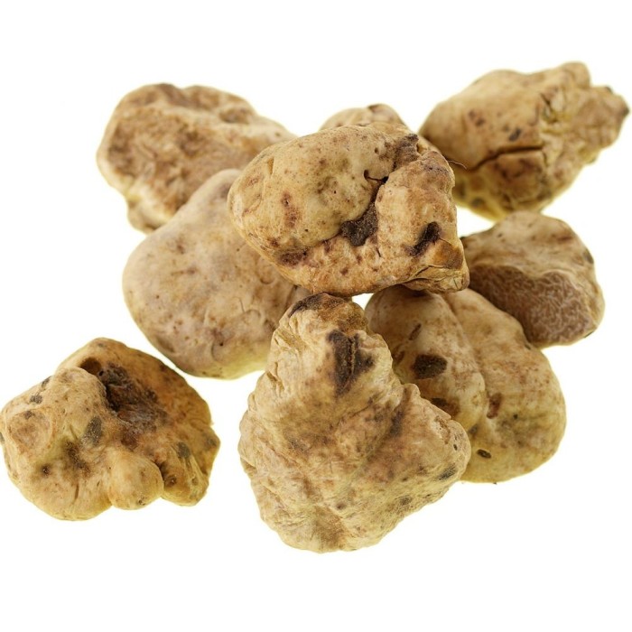 Tuber borchii. Λευκή Ανοιξιάτικη Τρούφα